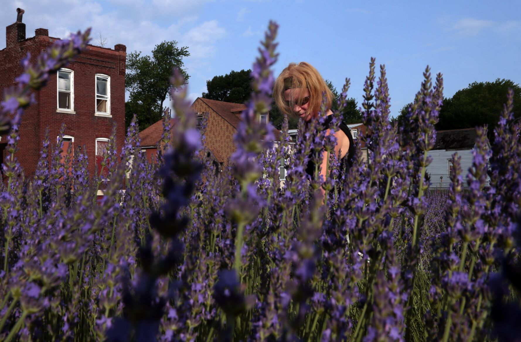 Scent of lavender harvest breathes life into College Hill